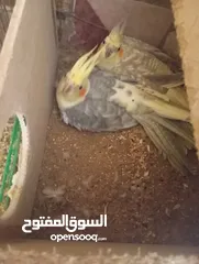  5 فراخ كنار وفراخ كوكتيل للبيع