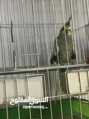  14 جواز كوكتيل جواز حب مكفول