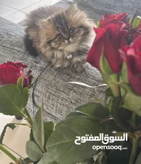  3 Persian long hair for sale 50 with delivery