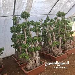  23 تفصيل قواوير فايبر جلاس بشكل عصري أنيق  زراعة وتسميد النباتات الداخلية والخارجية بإشراف مهندسين