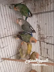  11 طور روز  ألوان بتجنن الله يبارك لصاحب النصيب. روز البينو عين حمرا. البينو بيور من انناحي