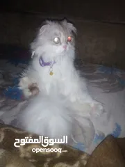  3 قطة انثى هاديه