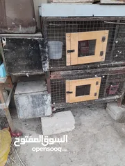  5 اقفاص طيور وارانب