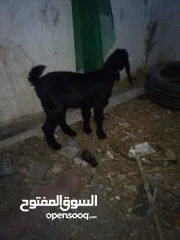  3 سخلة الفطام 55دينار