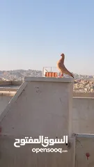  9 جواز و كش للبيع
