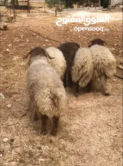  2 خرفان اضاحي اعمار عشر شهور