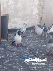  25 حمام للبيع