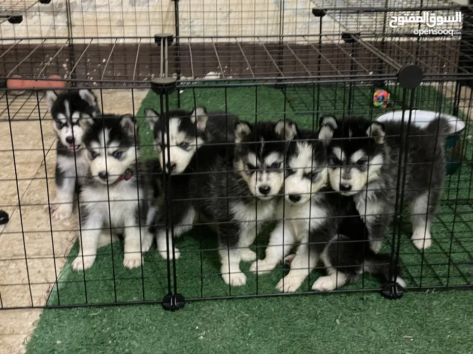Husky puppies / جراوي هاسكي........