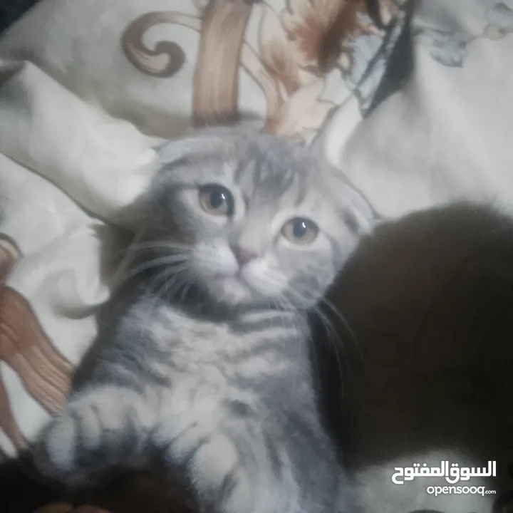 سكوتش فولد