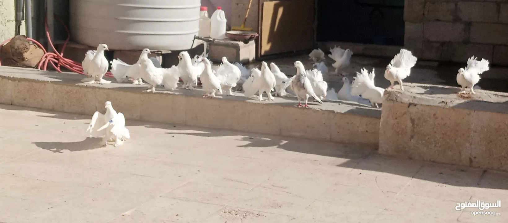 حمام هزاز البينو ابيض كوم للبيع