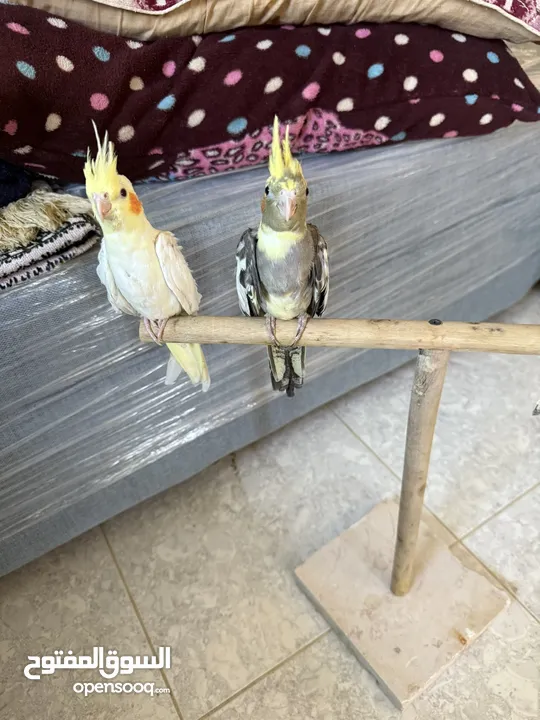طيور كوكتيل للبيع