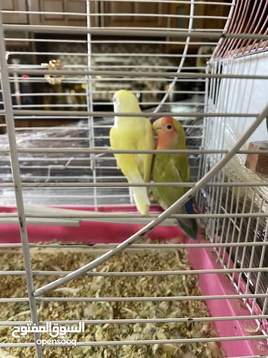 ببغاء روز ذكر وأنثى جاهز للتزاوج