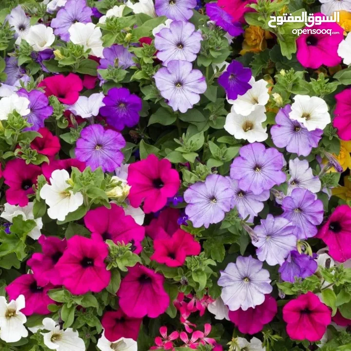 شقة سكنية لعائلة فقط