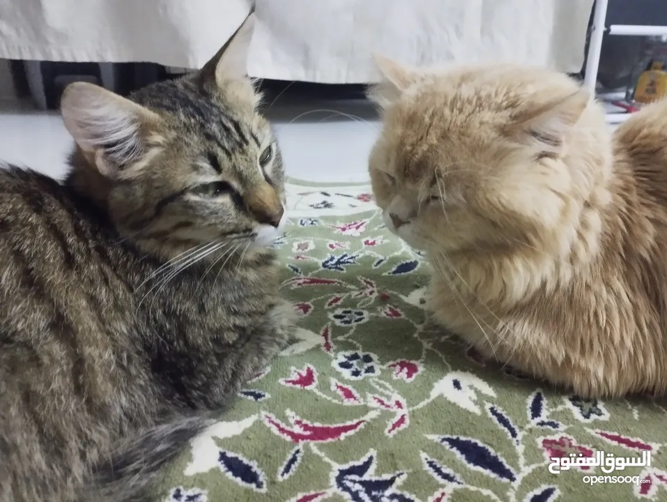 2 cats (american short hair dan persia).  قطتان (أمريكيتان قصيرتا الشعر وفارسيتان)