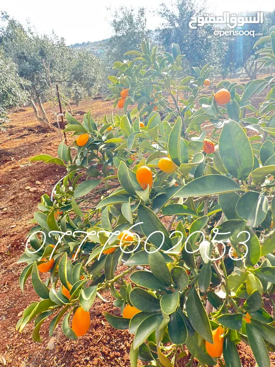 مزرعة لقطة مميزة مع بيت طابقين مطلة ومرتفعة