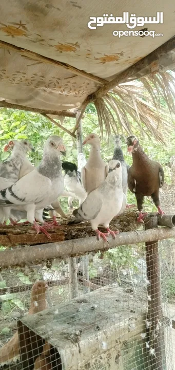 جواز حمام للبيع كوم الجوز. (10)دنانير