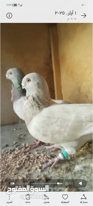 جوز كشكي اصفر طيره عجمية فحل هومر جوز مسكي
