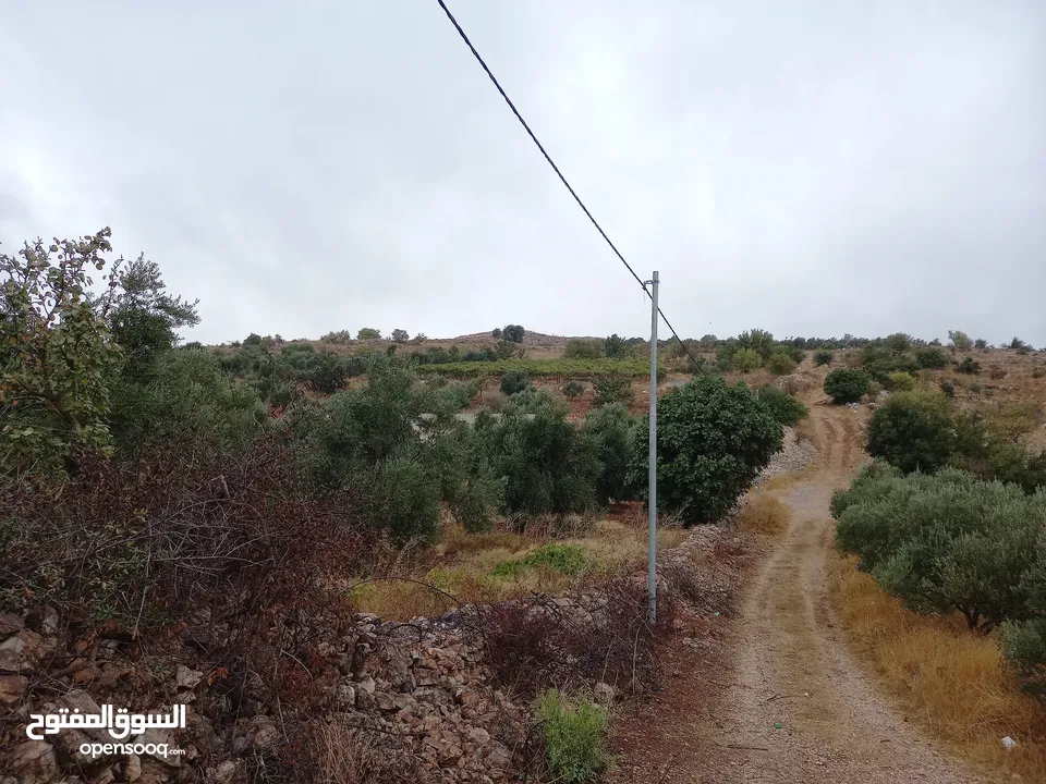 مزرعه ابقار وتسمين عجول للبيع او للأيجار  السنوي