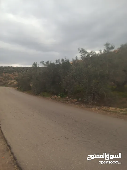 القبة الذهبية اراضي بلعا دير الغصون