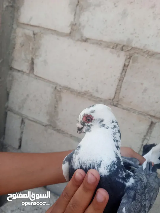 حمام للبيع