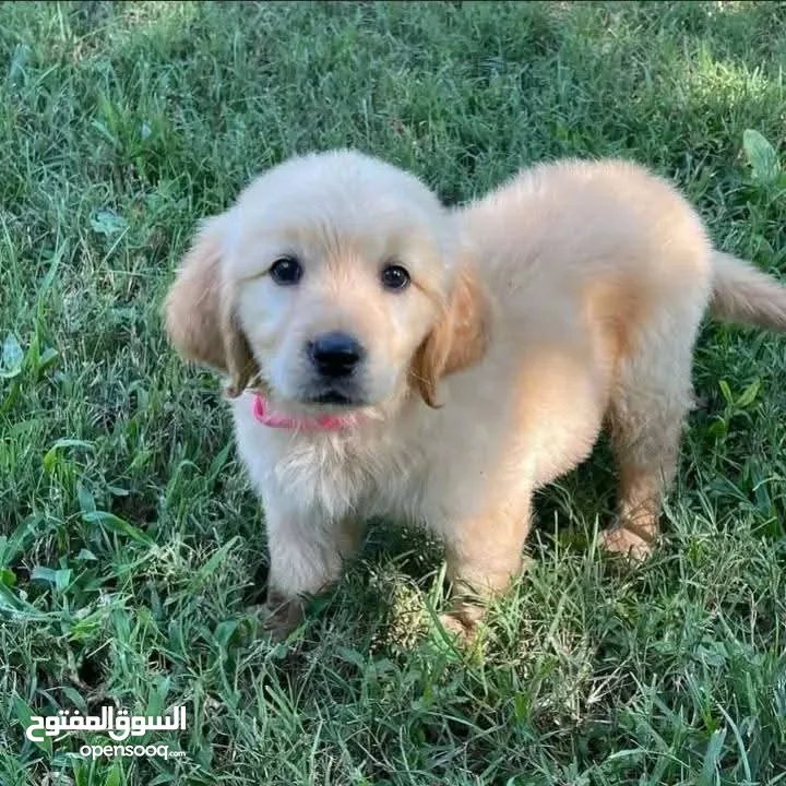 Golden retriever puppies are available