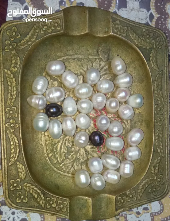 لؤلؤ زراعي