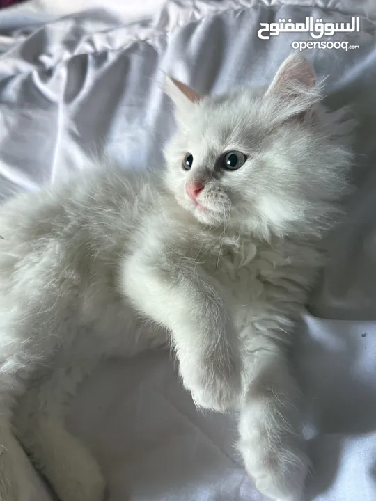 قطط هملايا وشيرازي وبريتش للبيع بسعر رمزي