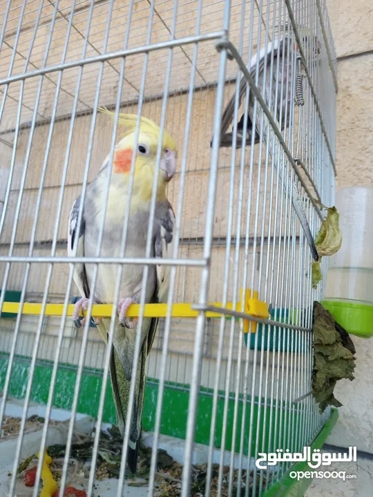 ببغاء كوكتيل ذكر وانثى مع قفص كبير