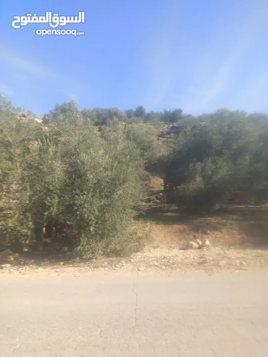 القبة الذهبية اراضي بلعا دير الغصون