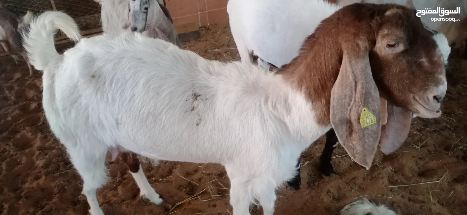 Pakisthani goat
