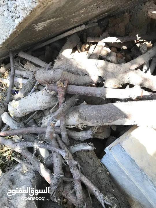 حطب زيتون ولوز يابس درجة أولى متين وسميك مثالي للتعبئة والشوي ومتوفر بكميات وبتسعيرة منافسة