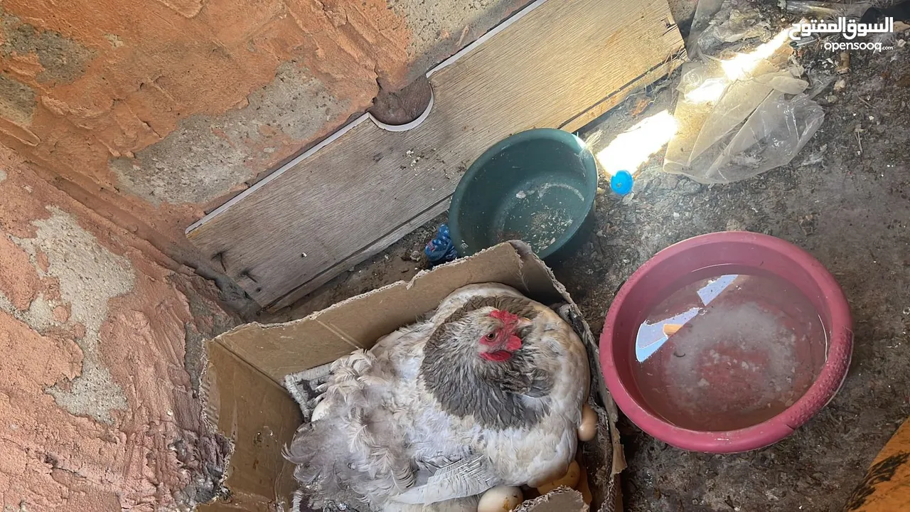 جاجتين براهمه وديك براهمه وصوص بلدي