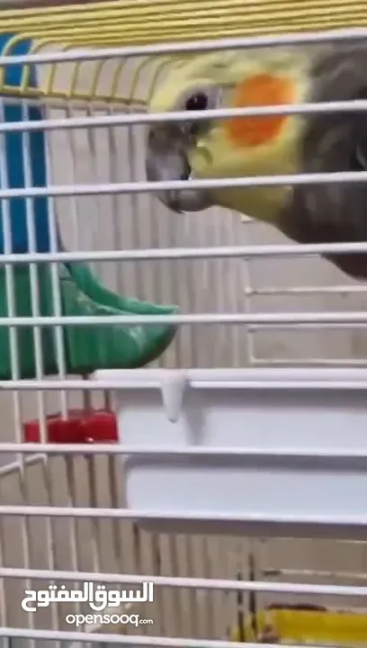 ذكر كوكتيل اليف متكلم بالصلاة على النبي اقرا الوصف ............................................