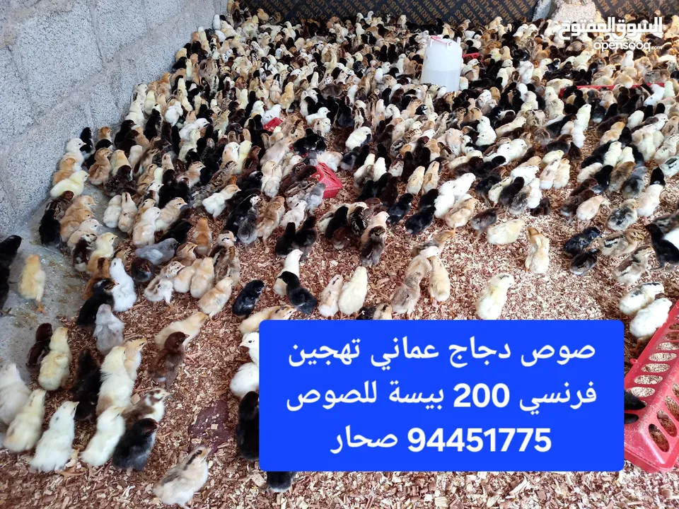 صوص دجاج عماني تهجين فرنسي صحار مسقط شناص لوى صحم السويق الخابورة المصنعة بركاء الرستاق عبري ينقل