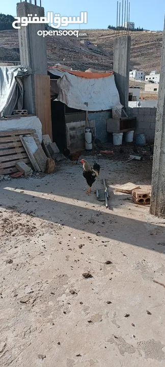 دجاج للبيع