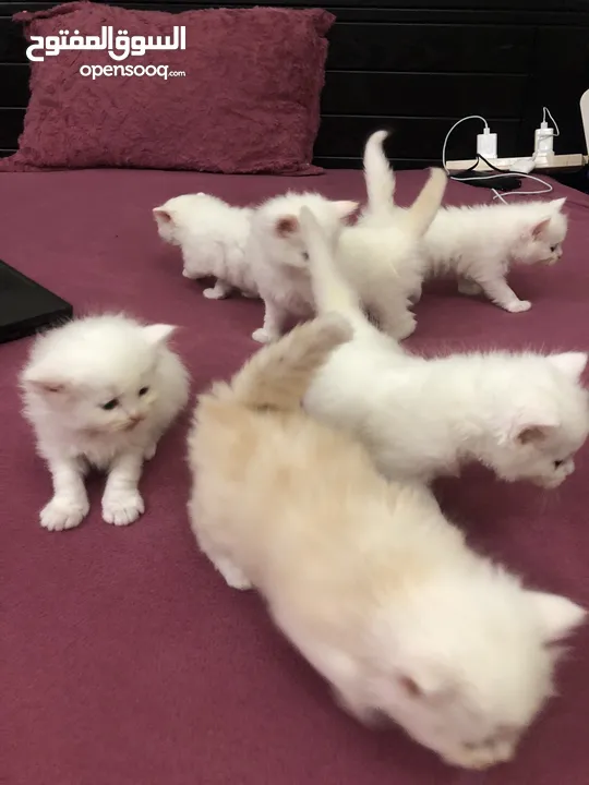 Persian cat for sale and Waite color and max also available and beautiful baby 