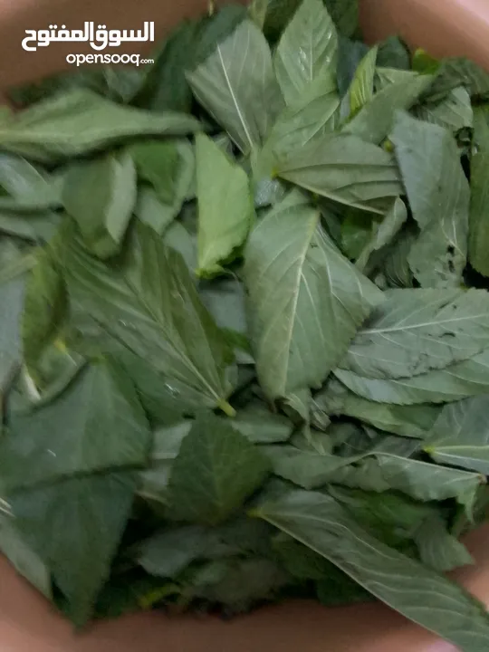 ملوخيه ورق وملوخيه ناشفه مفروكه وناعمه بدون عيدان مغسله ومنقبه وجاهزه لطبخ