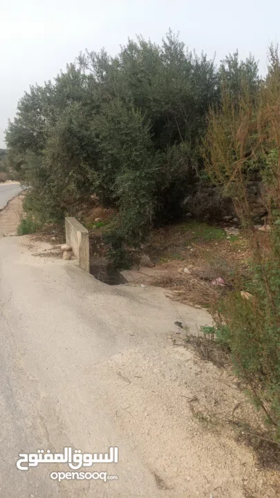 ارض على طريق بلعا دير الغصون قبل مفرق اكتابا