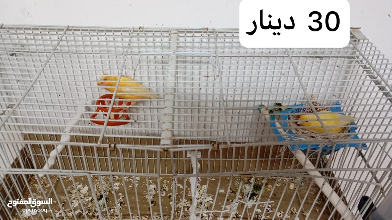 كناري فحول نار يوجد جواز و مخاليف بسم الله ماشاء الله جاهزة مية بالمئة