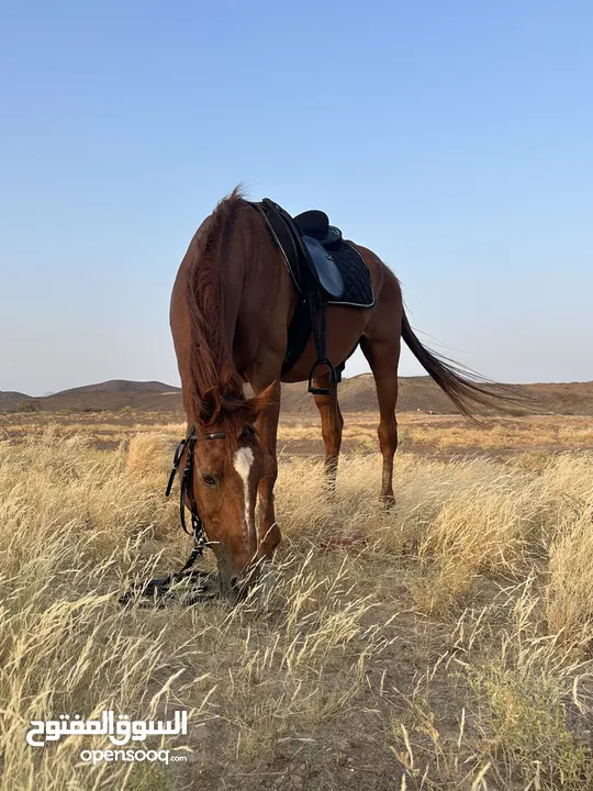 للبيع حصان عربي مخصي وبه جوار هادي جدا