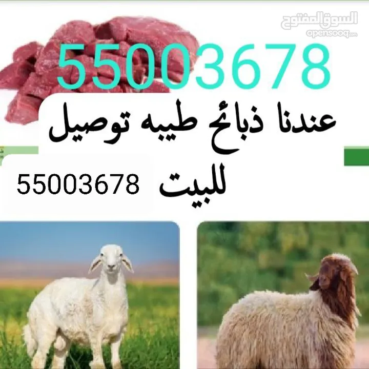 خرفان محليه طيبه