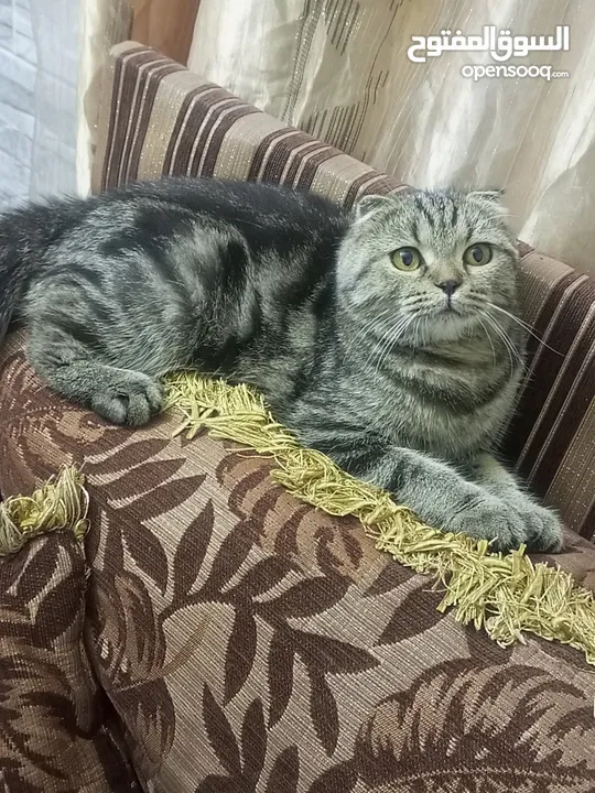 سكوتش فولد ماربل