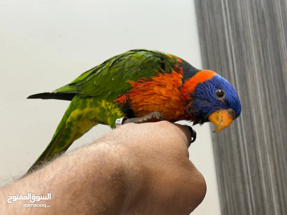 فرخ لوري زق بالأيد بدايه فطام اليف هادي جدا حجم وصحه ماشاء الله تبارك الرحمن الله يبارك لصاحب النصيب