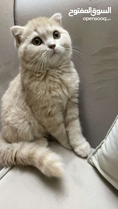 قط Scottish fold persian