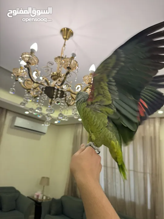 بلوفرنتد من اقوى الحبات بالاردن اليف جدا متكلم قوي سوره الكوثر ، الف صلاه وسلام ، ويه ويه بابا جا