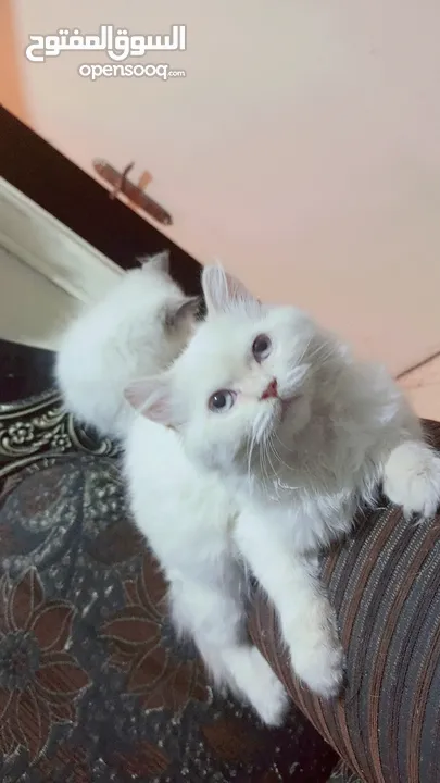 انثى شيراز هملايا عمر شهرين وذكر هملايا اورانج عمر 3شهور
