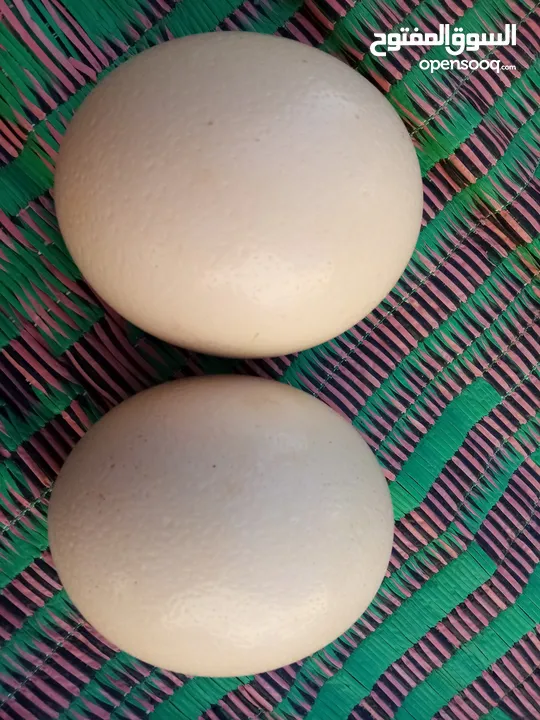 بيض نعام أفريقي مخصب للبيع
