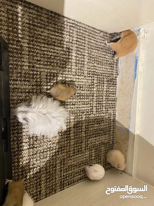 hamster هامستر للبيع عدد 7