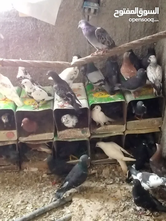 حمام بلدي شغال مية بالمية