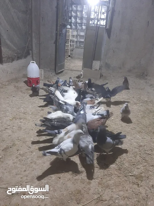 حمام للبيع انواع 30 جوز